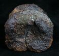 Small Edmontosaurus Caudal Vertebra - South Dakota #9449-1